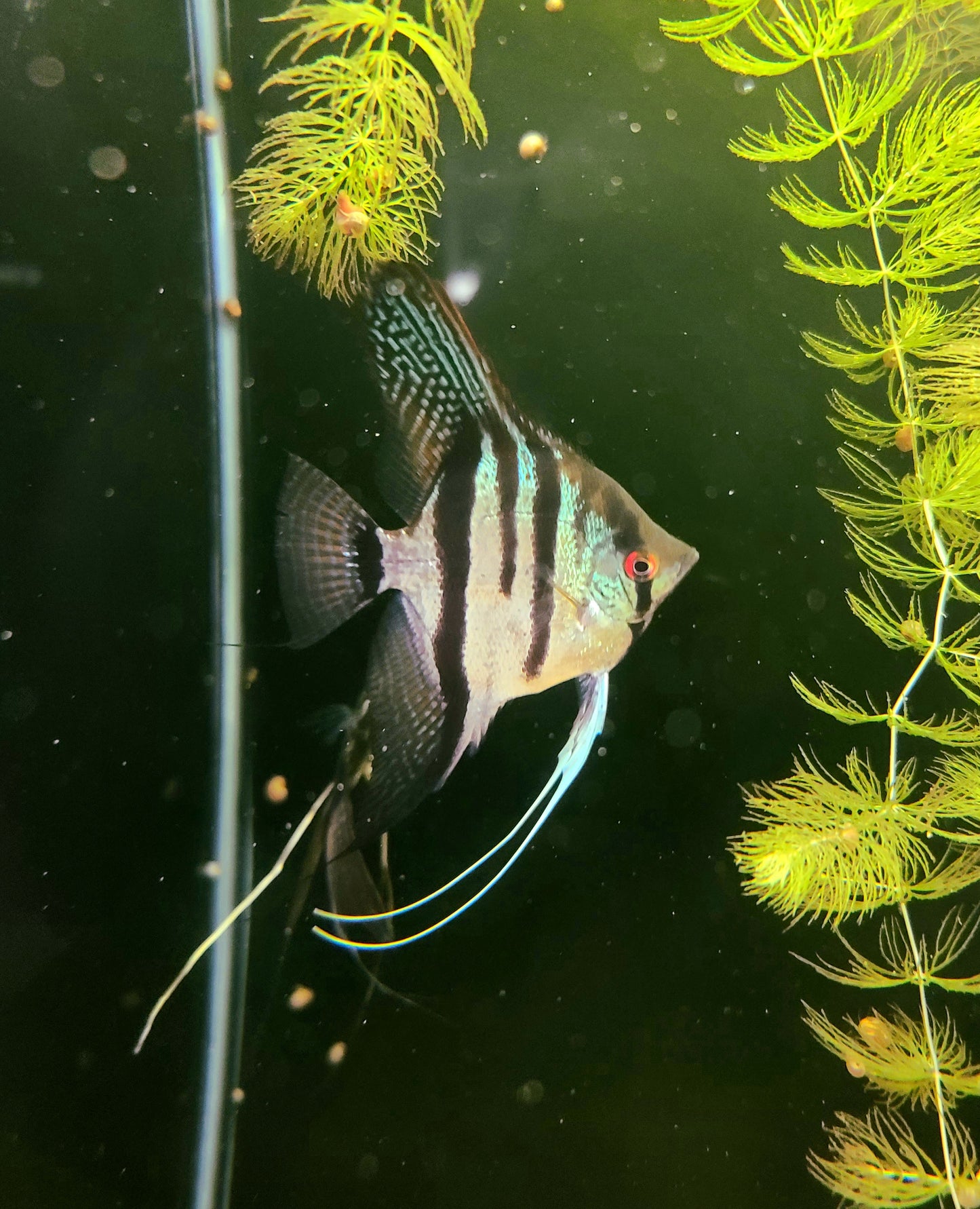 Zebra angelfish