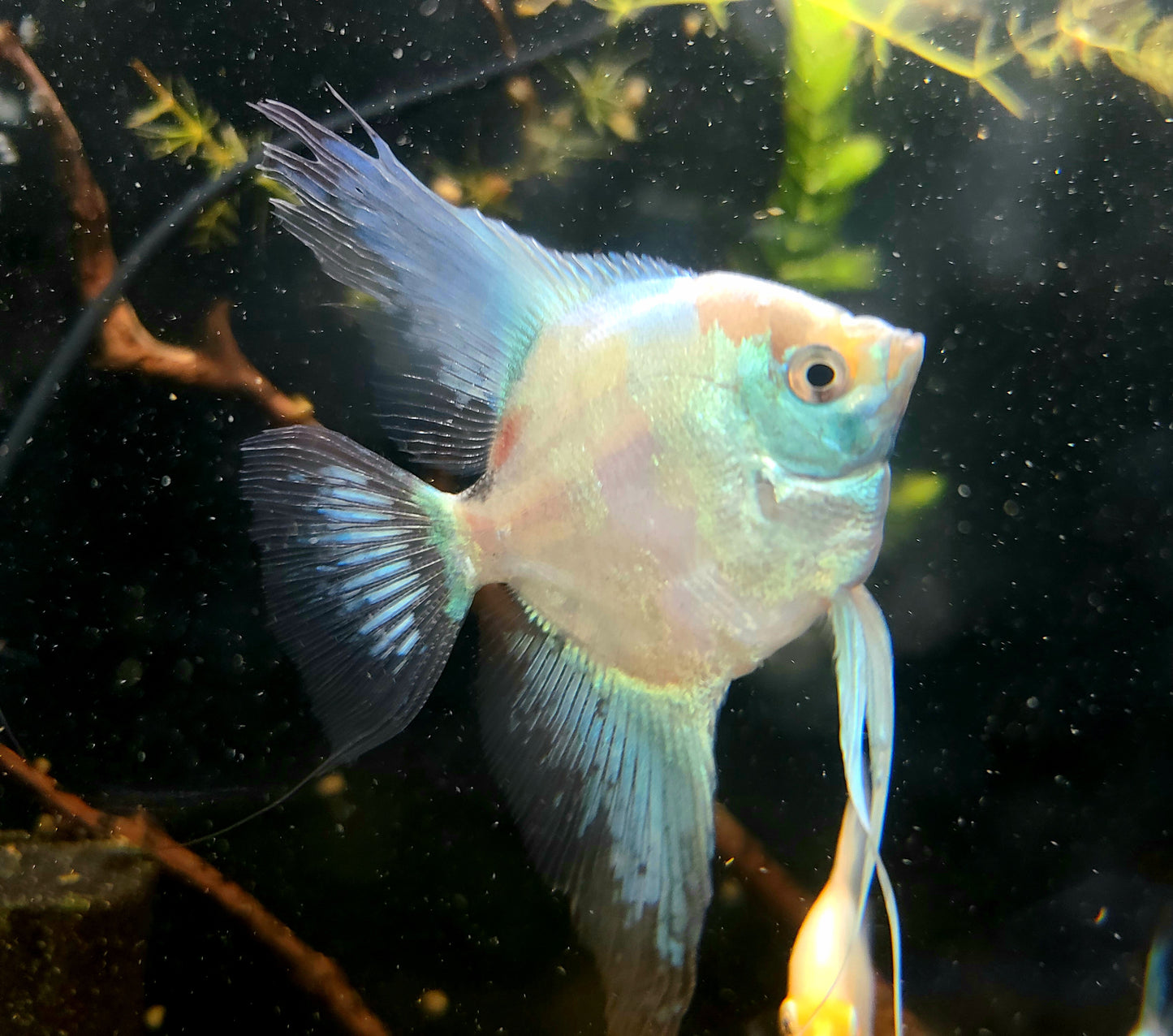 Paraiba angelfish (Pterophyllum scalare)