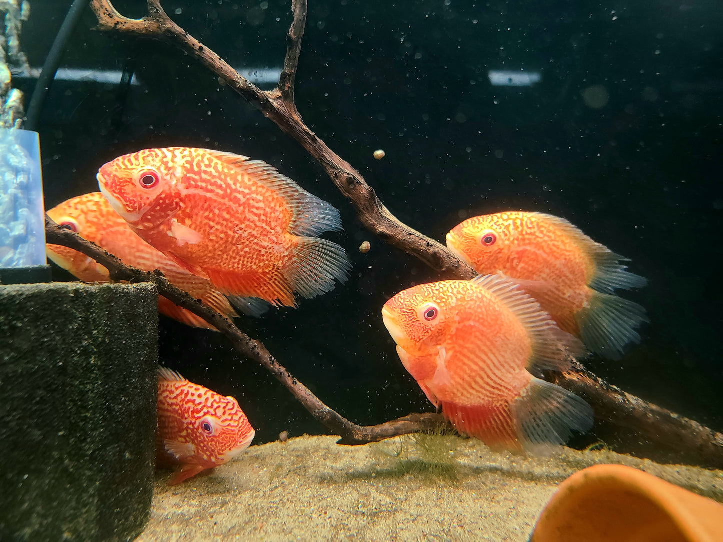 Juvenile Red spotted severum