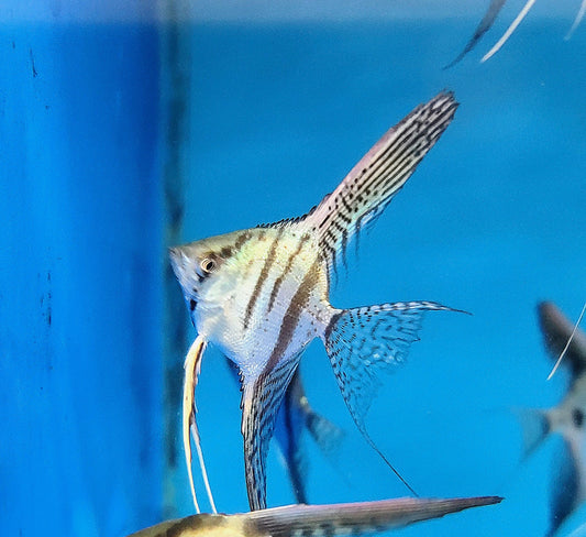 Zebra angelfish