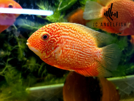 Juvenile Red spotted severum