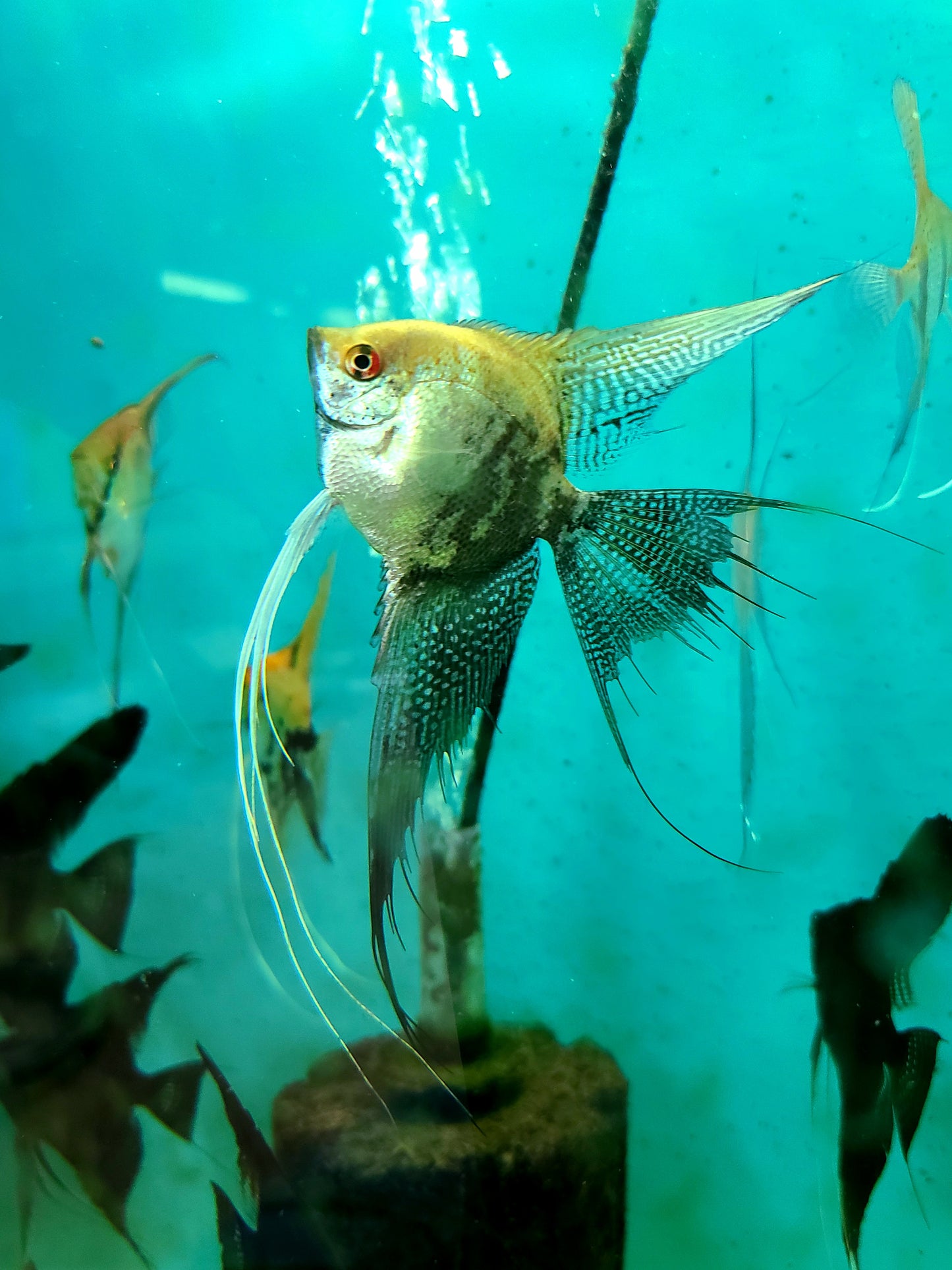 Leopard angelfish