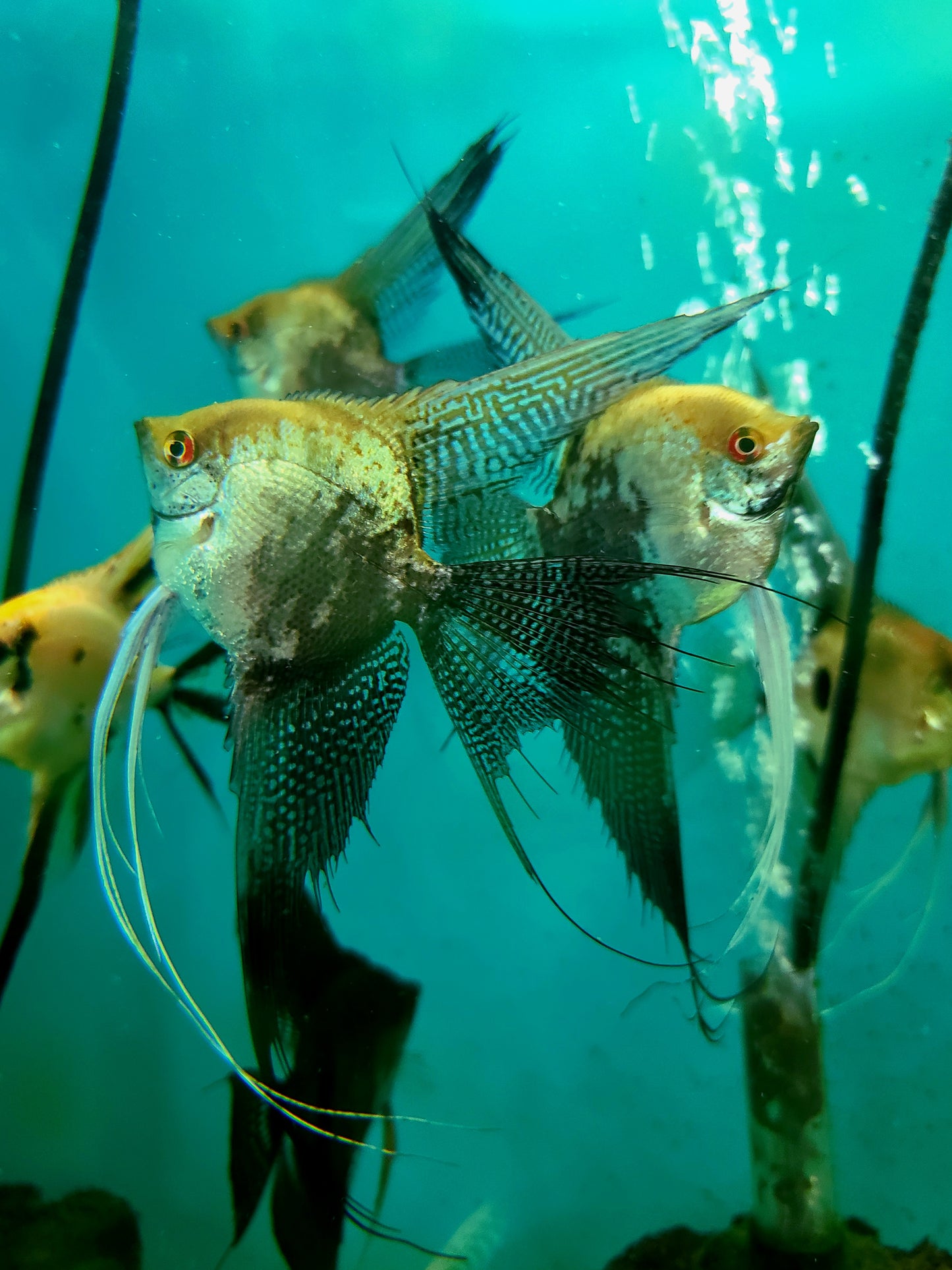 Leopard angelfish