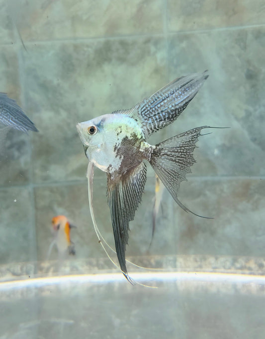 Blue leopard angelfish