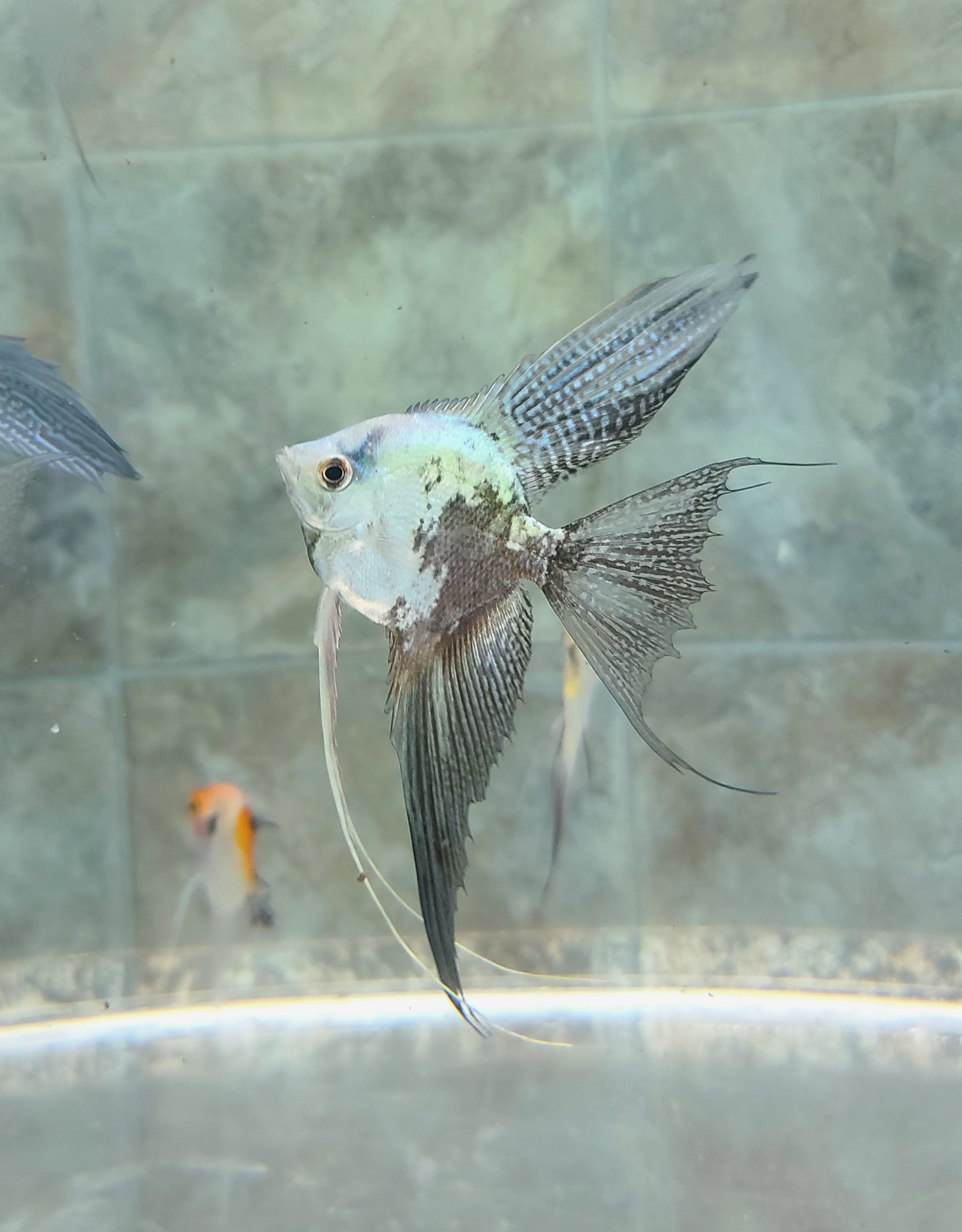 Blue leopard angelfish – JC Angelfish