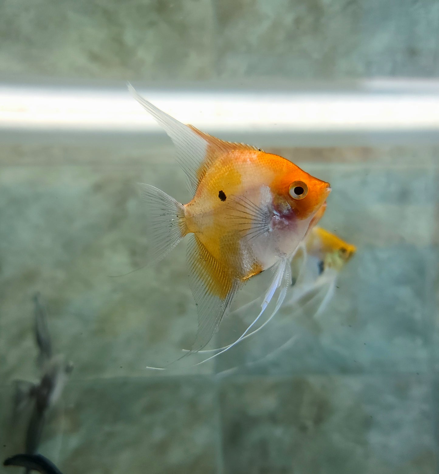 High coverage koi angelfish β JC Angelfish