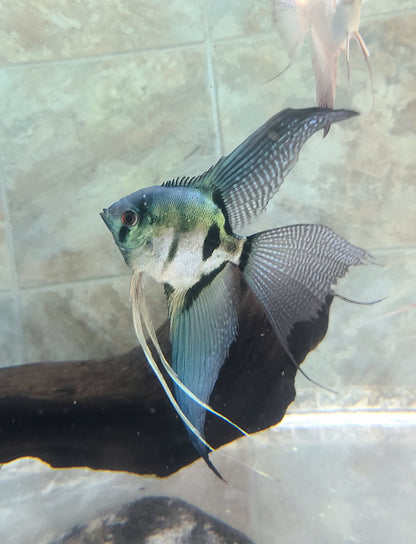 Pinoy ghost angelfish