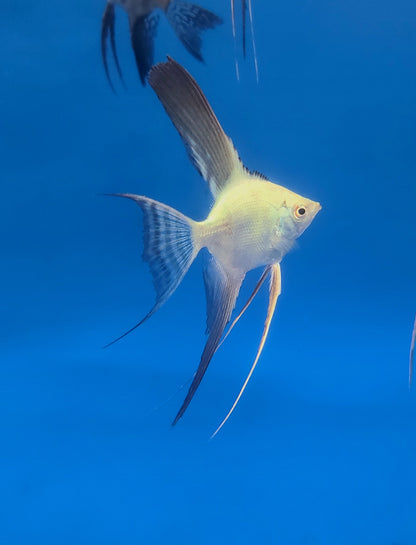 Bulgarian Sealpoint angelfish