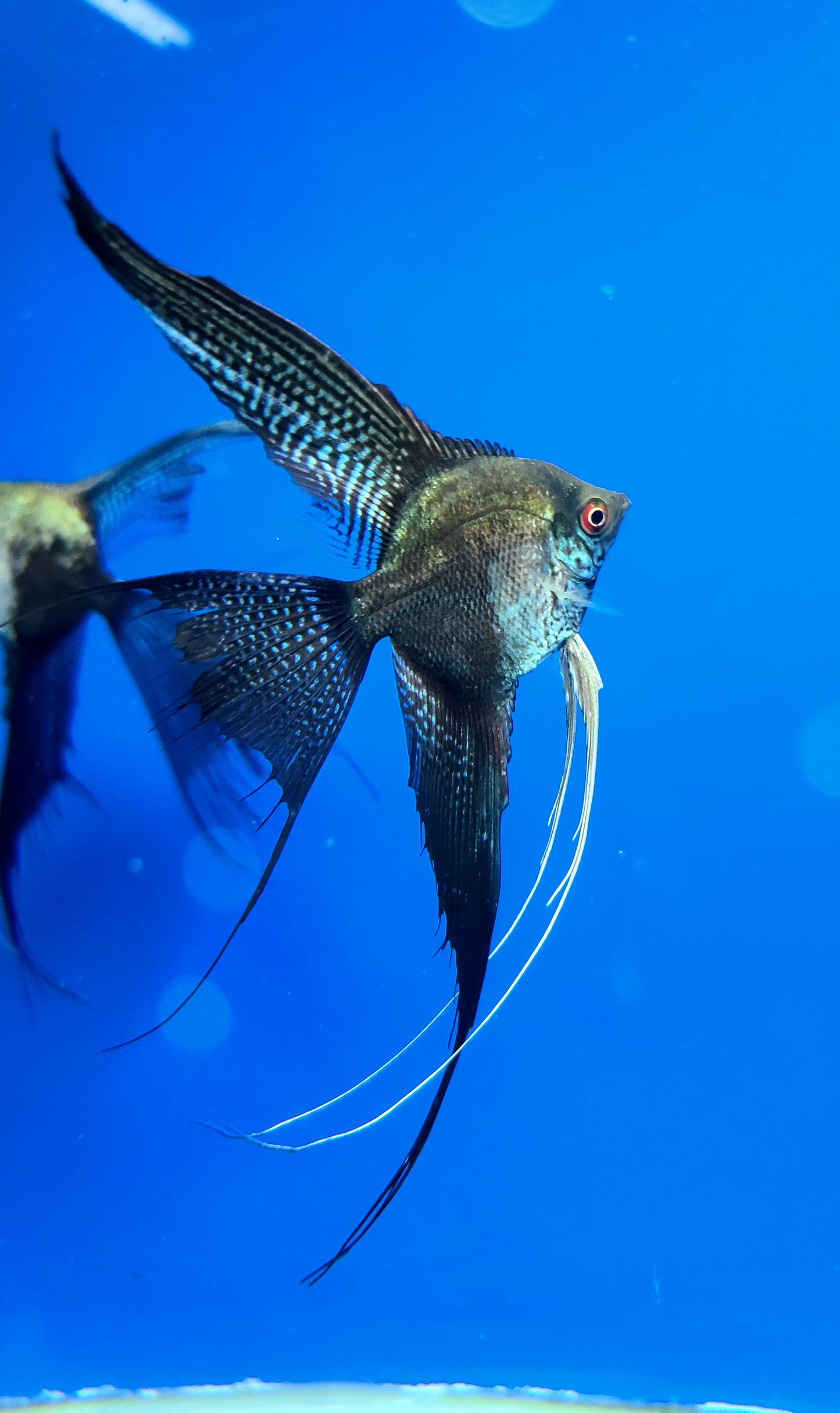 Pinoy leopard angelfish