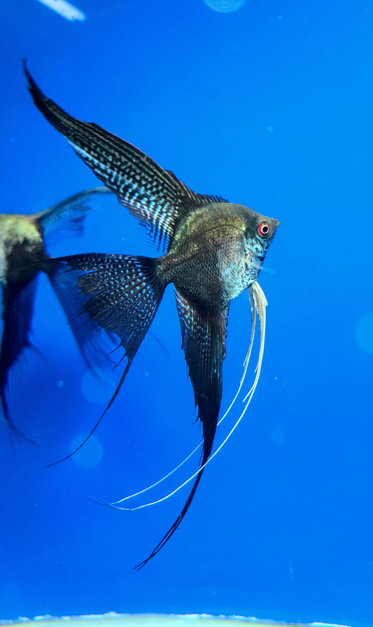 Pinoy leopard angelfish