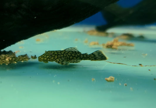 Wabenmuster BN pleco