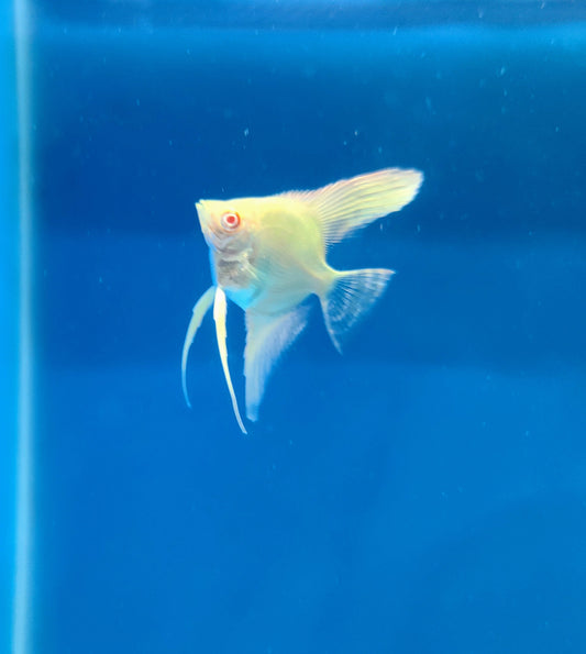 Albino smokey angelfish