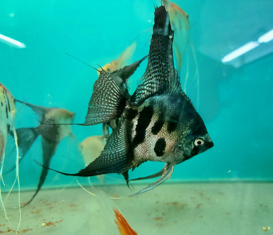 Pinoy clown angelfish