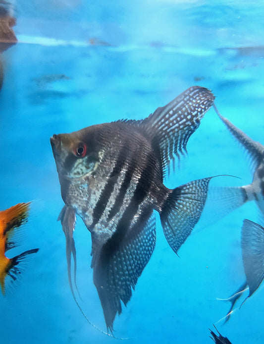 Zebra lace angelfish