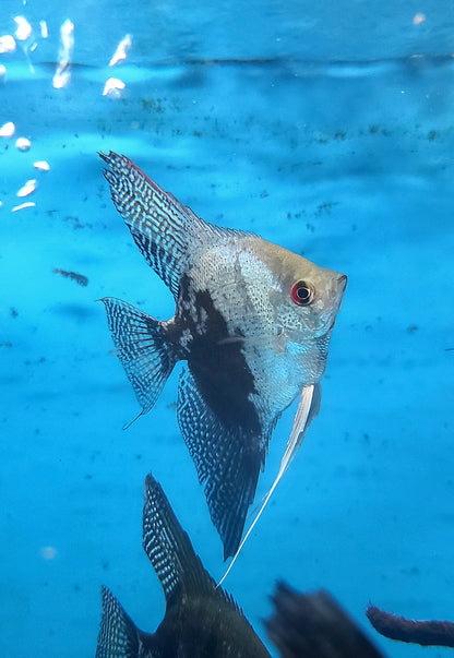 Leopard angelfish