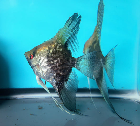 Smokey pearlscale angelfish