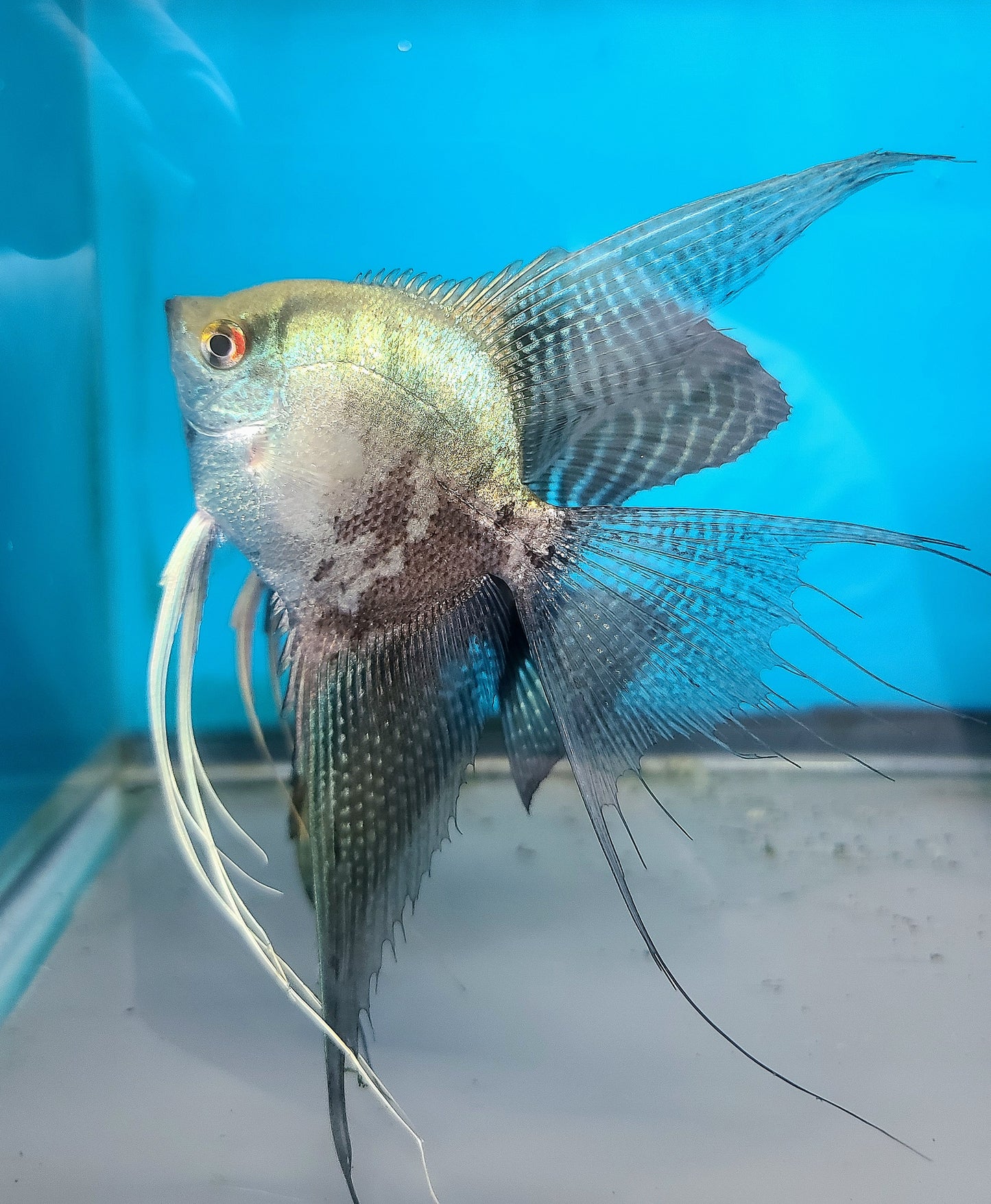 Leopard angelfish