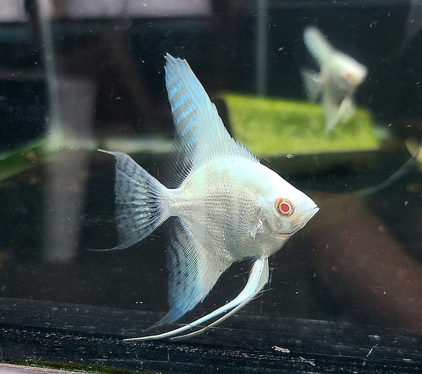 Blue albino silver angelfish