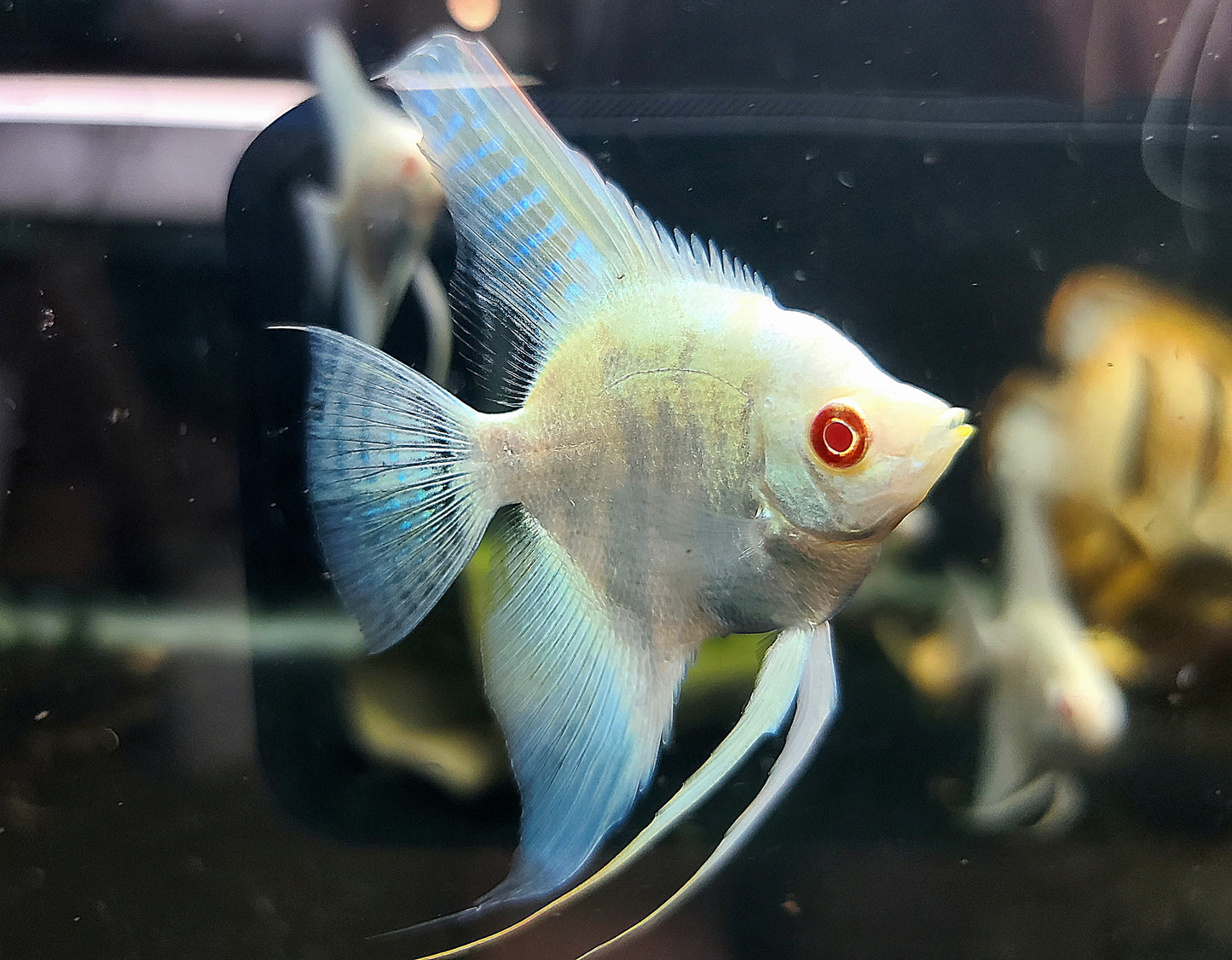 Blue albino marble