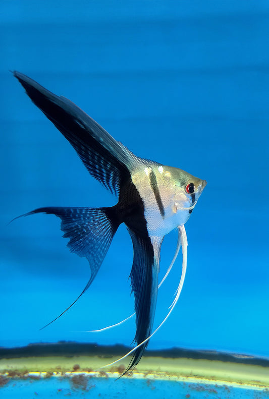 Halfblack angelfish