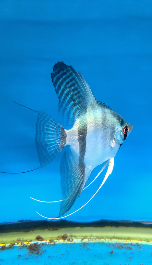 Blue silver angelfish