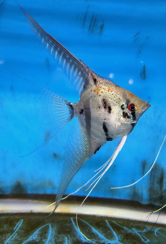 Silver gold marble angelfish