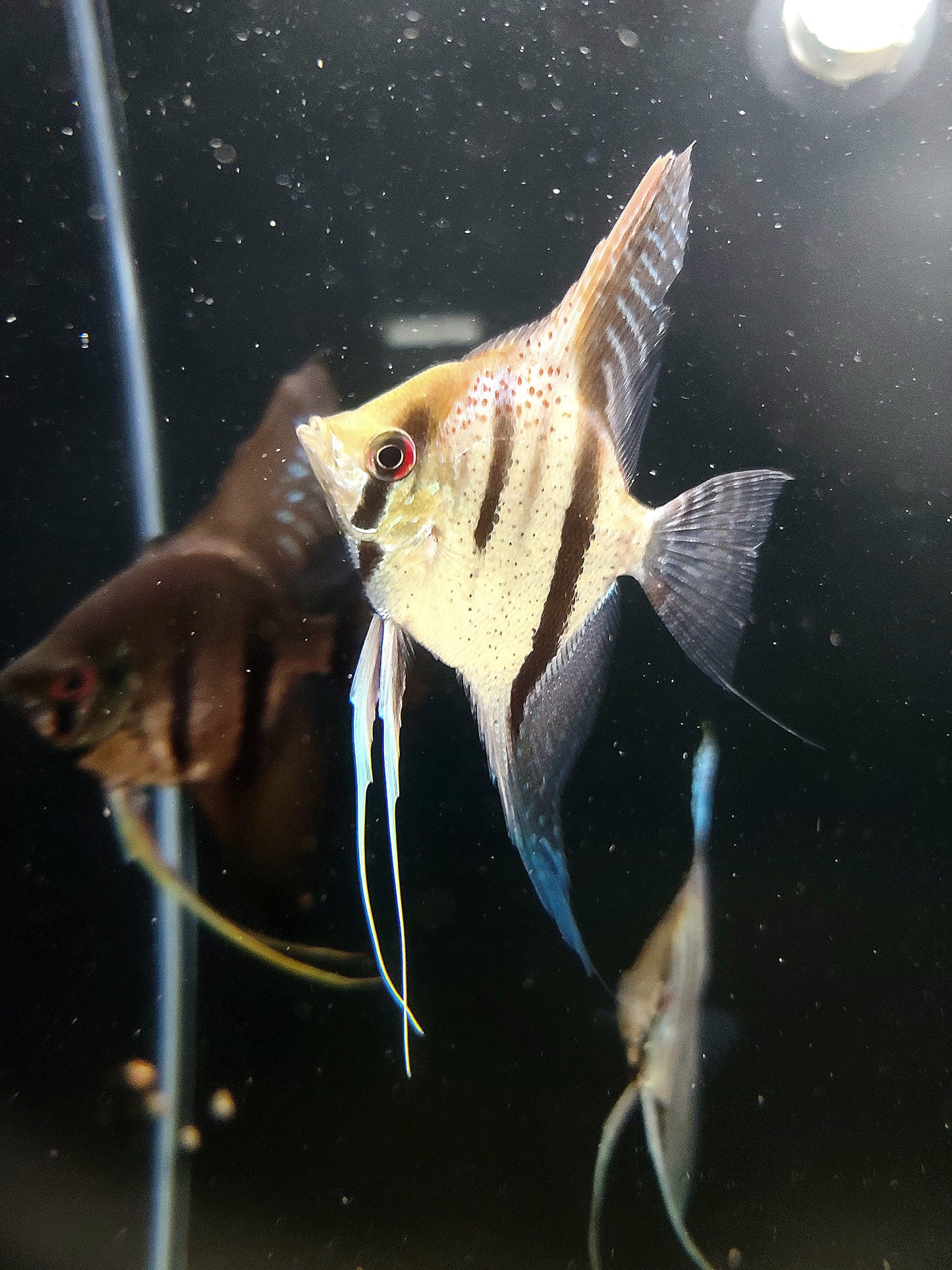 Silver angelfish