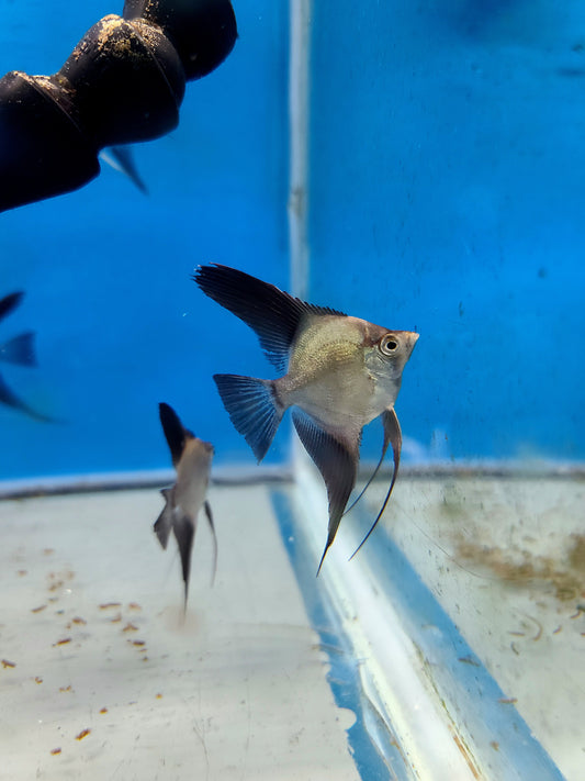 Wild outcrossed (Santa Isabel) bulgarian sealpoint angelfish