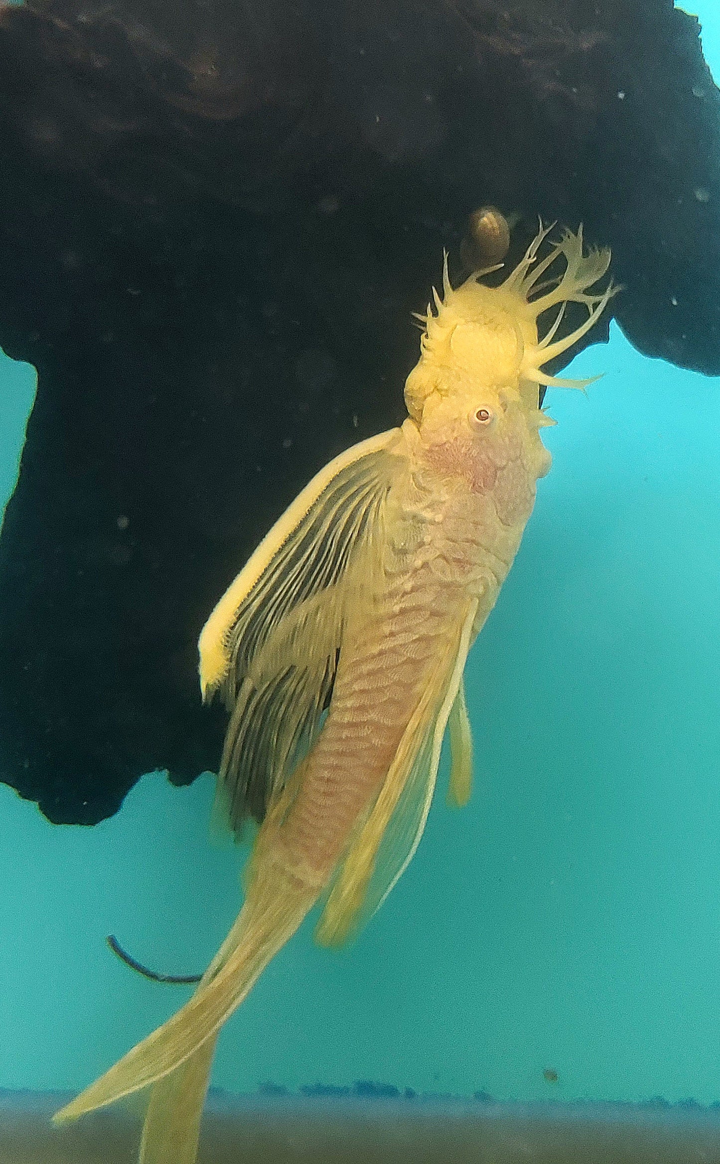 Albino BN pleco