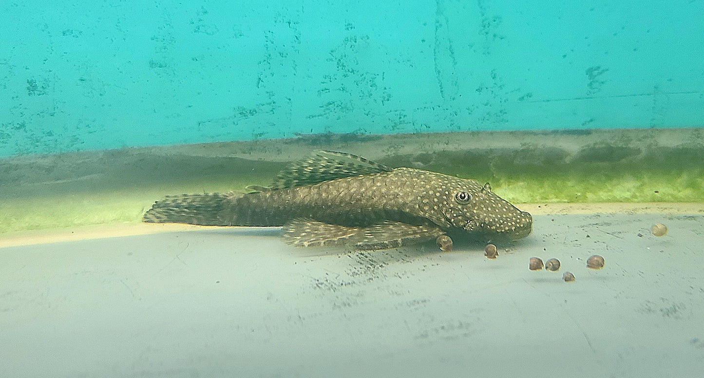 BN pleco