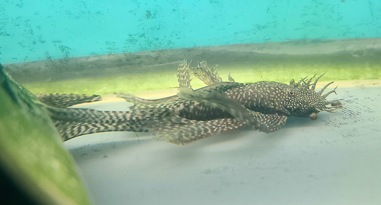 BN pleco