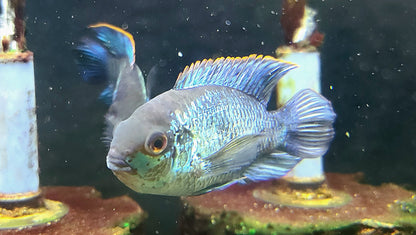 Juvenile Electric Blue Acara