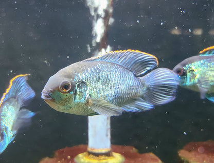 Juvenile Electric Blue Acara