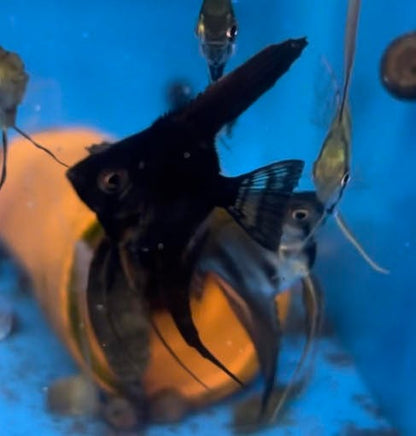 25-37.5% Santa Isabel Double Dark Black lace angelfish