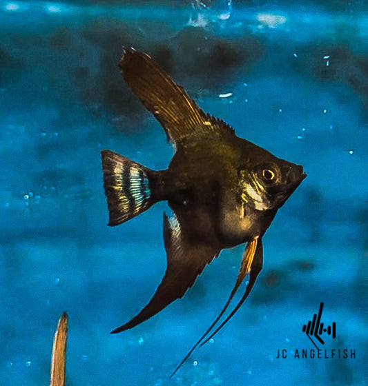 25-37.5% Santa Isabel Double Dark Black lace angelfish