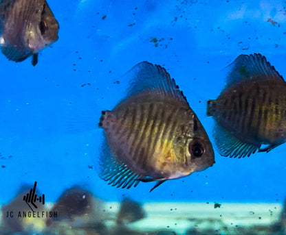 Juvenile Snakeskin Discus