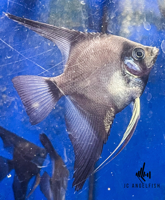 Dark Harlequin Blushing Angelfish