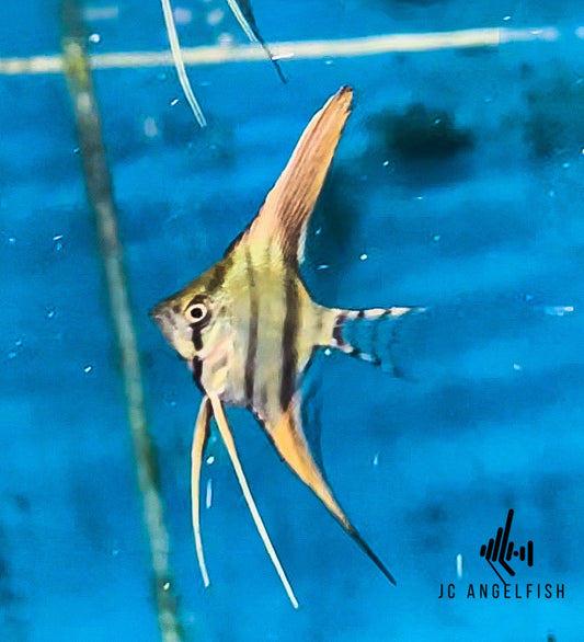 37.5-50% Santa Isabel Silver angelfish