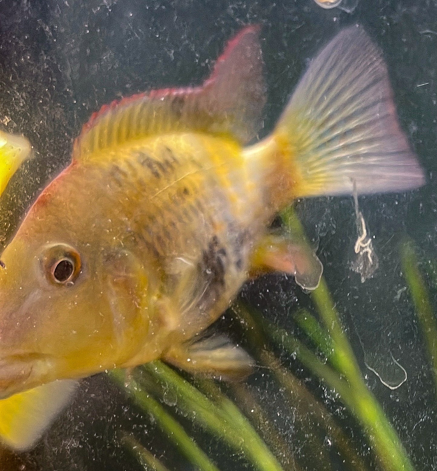 Juvenile Red Hump Geophagus (Geophagus Steindacheri)