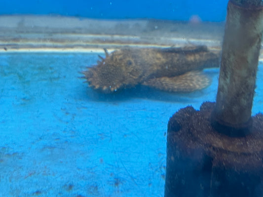 Adult/Subadult Male BN Pleco