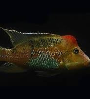 Juvenile Red Hump Geophagus (Geophagus Steindacheri)