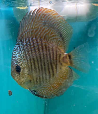 Juvenile Snakeskin Discus