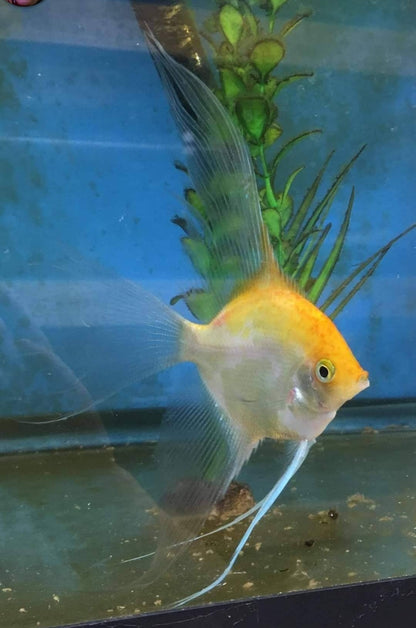 25% Santa Isabel Sunset angelfish